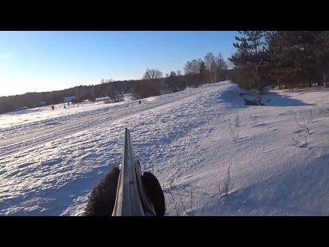 Видео: Отличная охота на зайца с гончими  2024 №2!!!!