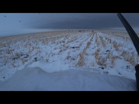 Видео: шикарная охота на крякаша в поле