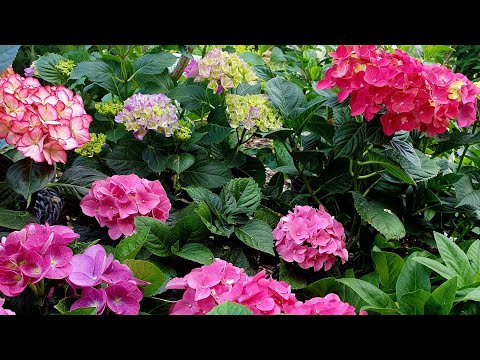 Видео: Крупнолистные гортензии. Цветение, обрезка , подкормка.