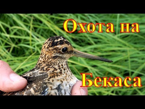 Видео: Охота на Бекаса.