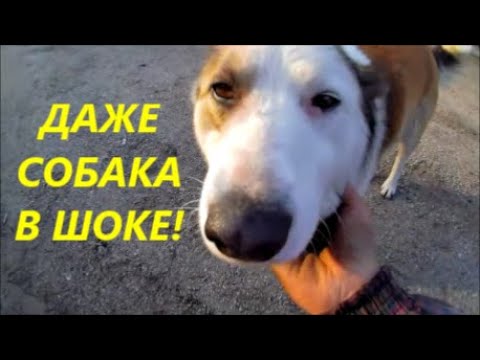 Видео: Снять - Установить Кпп на Таврию, Славуту за 2 часа, ВЫ СЕРЬЁЗНО???  Одно делаешь, другое ломается!