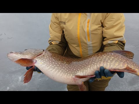 Видео: Первый лёд 2025-2026! День трофеев! Щуки рвут лески на жерлицы! Рыбалка в экстремальных условиях! 