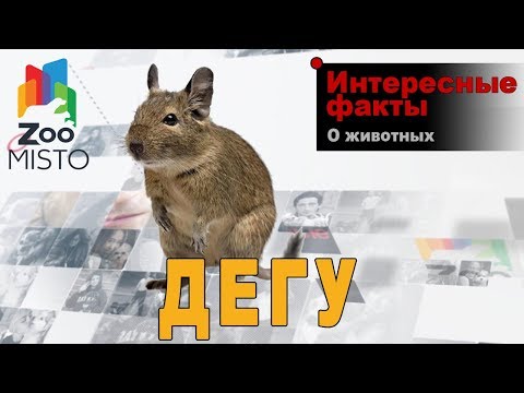 Видео: Дегу - Интересные факты о виде | Вид грызуна дегу