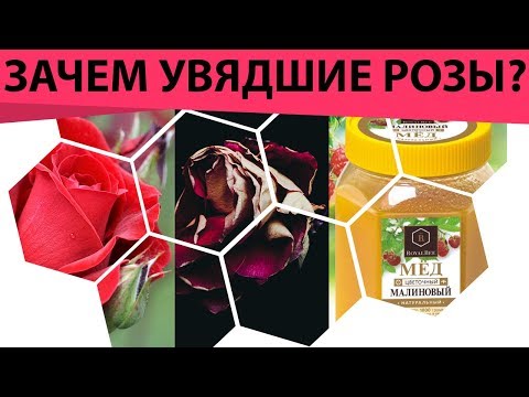 Видео: Зачем вам увядшие розы? Причём тут мёд и увядшие розы? Как сделать лосьон из лепестков роз!