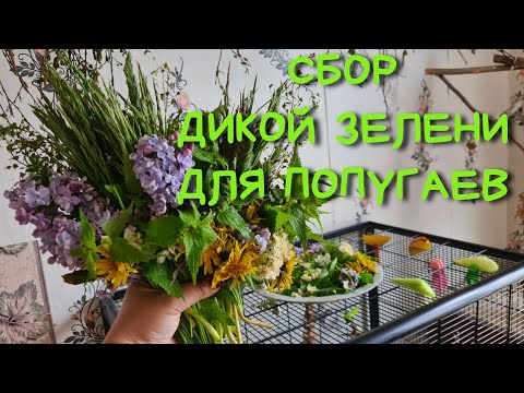 Видео: СБОР ДИКОЙ ЗЕЛЕНИ ПОПУГАЮ🌾 Лето! Пора собирать травы и растения попугаям