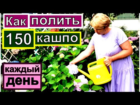 Видео: Как ПОЛИТЬ 22 кашпо ГОРТЕНЗИЙ и 130 кашпо с ЦВЕТАМИ? Как часто поливать и чем?