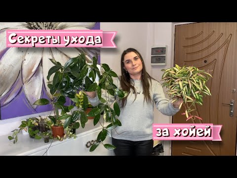 Видео: Секреты ухода за хойей.