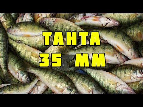 Видео: Откуда тут столько рыбы! Дренаж с рисовых чеков. Fish Season Fario NT-Morm + Tanta 35