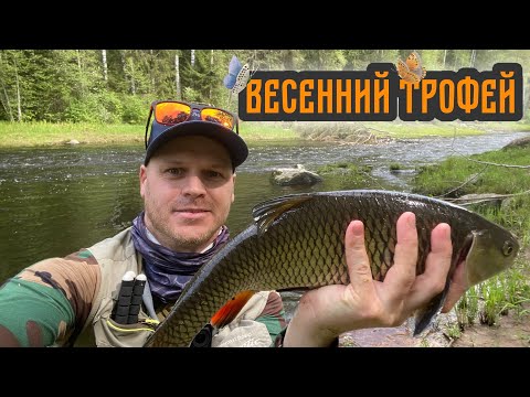 Видео: Майский трофейный ГОЛАВЛЬ | Открытие голавлиного сезона 2025