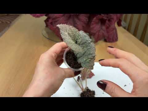 Видео: Какого размера детки лучше отделять от фрагмента листа бегонии #begonia #бегонии 