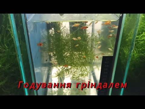 Видео: Годування гріндалем HD #aquarium #aquarium4k #HD #fishtank #аквахобі