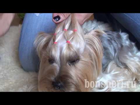 Видео: Прически для йоркширских терьеров   необычная косичка