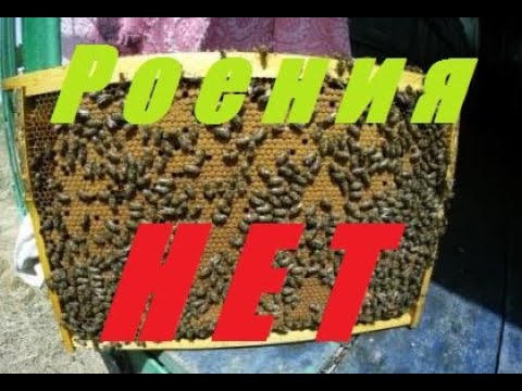 Видео: Предупредить роение чем с ним бороться.Безроевая пасека.
