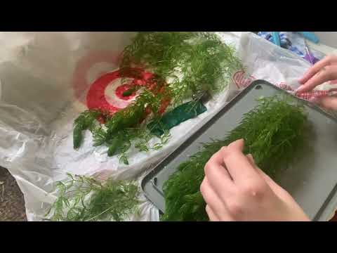 Видео: Как я располагаю роголистник в аквариуме)