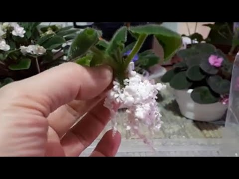 Видео: МОЩНЫЕ Корни в ПЕРЛИТЕ! - РЕЗУЛЬТАТ УКОРЕНЕНИЯ Замороженной Фиалки! 🌺🌺🌺