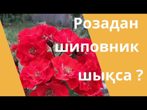 Видео: Розадан шиповник шықса қалай айырамыз?