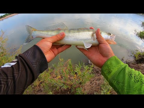 Видео: Рыбалка для души, на реке ИРТЫШ. Ловлю на все и всех кто клюет)