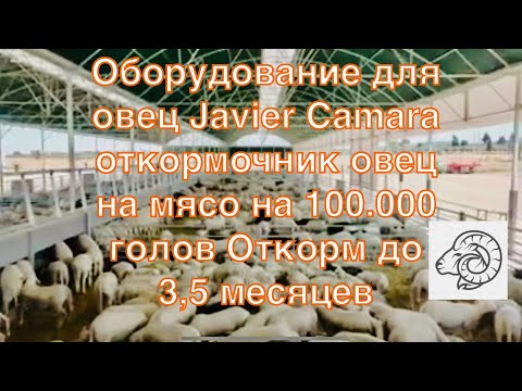 Видео: Оборудование для овец Javier Camara откормочник овец на мясо на 100.000 голов Откорм до 3,5 месяцев