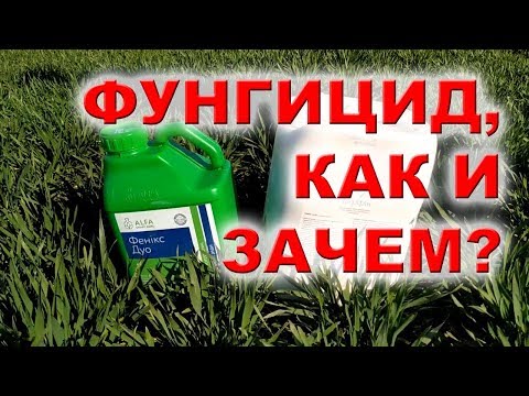 Видео: Болезни, которые уничтожают урожай # ФУНГИЦИД НА ПШЕНИЦУ.