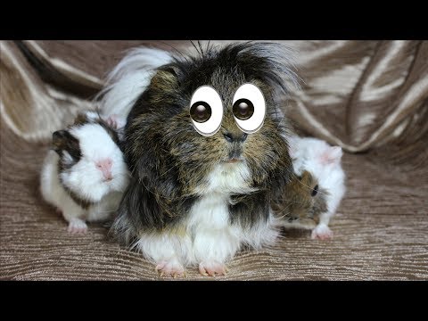 Видео: РОДЫ МОРСКОЙ СВИНКИ | ПОДГОТОВКА | МИЛЫЕ СВИНЯТА | PetMania