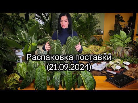 Видео: Распаковка поставки растений из Голландии🌱(21.09.2024)