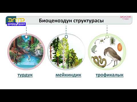 Видео: 11-класс | Биология | Биоценоз жана анын структурасы. Агроценоз