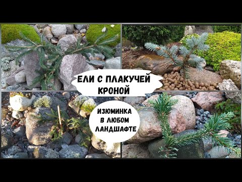 Видео: Ели с плакучей кроной - изюминка в любом ландшафте.