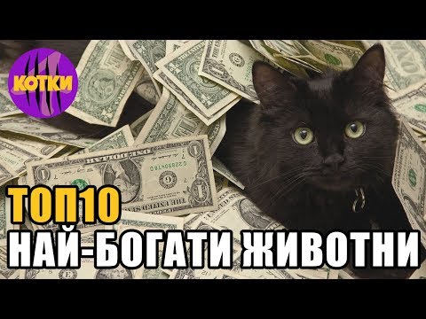 Видео: Топ 10 най-богатите домашни любимци на света