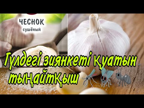 Видео: Гүлдегі зиянкесті қуатын тыңайтқыш. Гүлге зиянкес жақындатпайтын тыңайтқыш. Гүлдер әлемі. Үй гүлдері