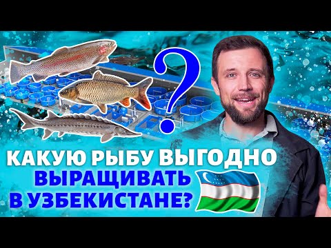 Видео: Рыбоводство в Узбекистане. Какую ПРИБЫЛЬ принесет ВАМ ферма УЗВ и что лучше всего ВЫРАЩИВАТЬ?