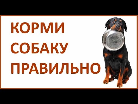 Видео: Питание собаки. Чем кормить собаку / щенка. Натуральный рацион.