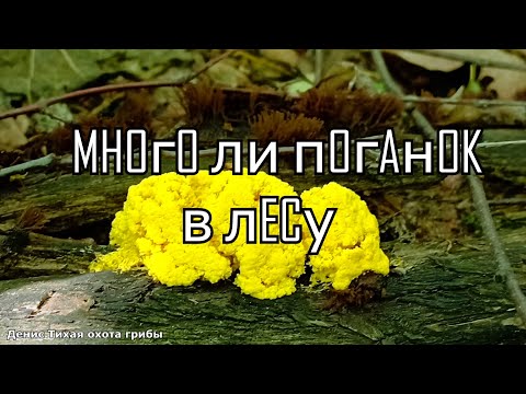 Видео: Встретил 19 видов грибов | Много ли поганок в лесу