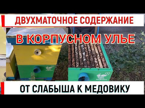 Видео: Двухматочное содержание в вертикальном улье. От слабышей к МЕДОВИКУ.