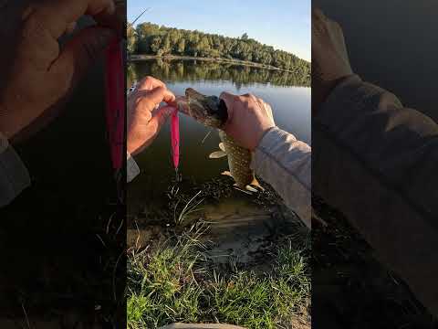 Видео: Як зловити щуку за 1 хвилину #shorts #fishing #vorotniak