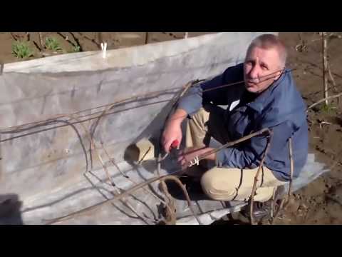 Видео: Сухая подвязка виноградного куста