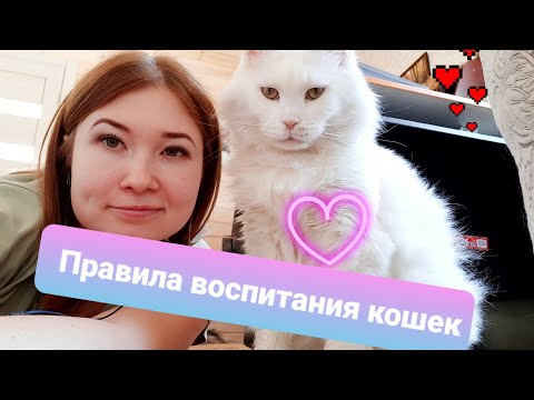 Видео: ЖИЗНЬ С МЕЙН-КУНАМИ / ПРАВИЛА ВОСПИТАНИЯ КОШЕК