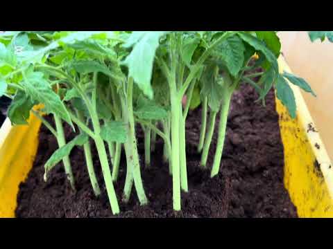 Видео: Укоренила и рассадила помидорные пасынки, высадила рассаду петрушки, собрали первую зелень.