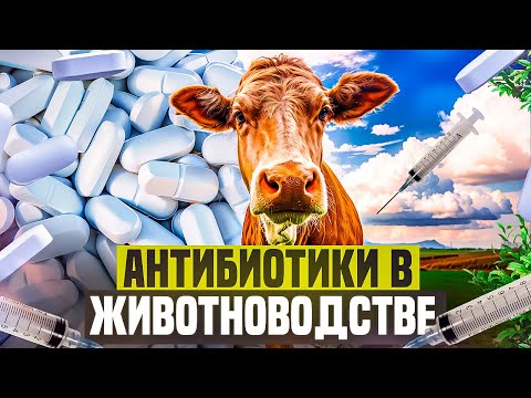 Видео: Использование антибиотиков в животноводстве: польза или зло? Правила безопасного применения а/б.