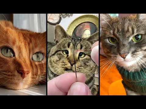 Видео: Cute and funny CATS.🐱 And Some Just Interesting Moments.😻Videos🔶 Сompilation # 3🔶