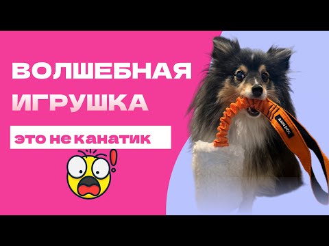 Видео: СОБАКА НЕ УМЕЕТ ИГРАТЬ? ПРОБЛЕМА НЕ В ТЕБЕ (наверно))