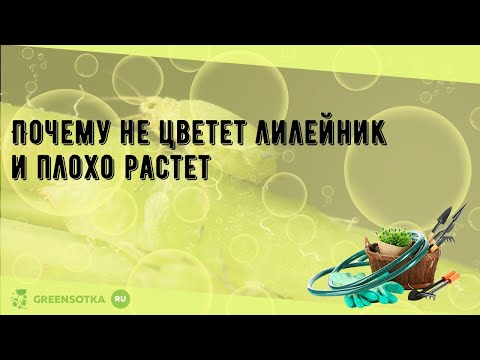 Видео: Почему не цветет лилейник и плохо растет