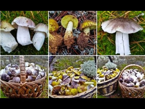 Видео: Подзелёнки в ноябре. Охота за серыми шляпками. Закрытие осеннего грибного сезона.