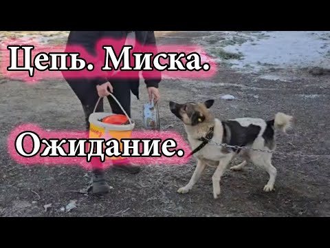 Видео: Реальность без прикрас. День стольника