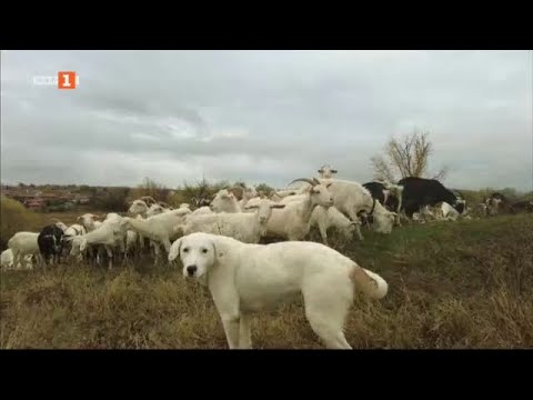 Видео: Малко село с много фермери и инвестиции за милиони - "Бразди" - 20.01.2024 по БНТ