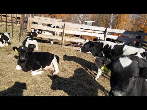 Видео: купил 3 х коров