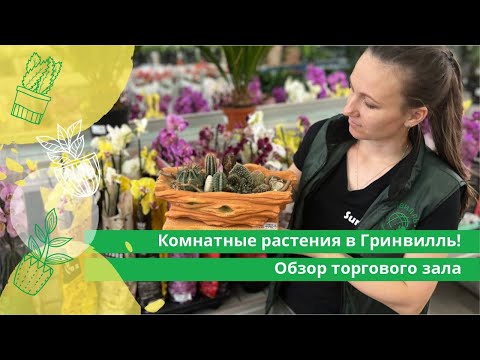 Видео: Комнатные растения в в Гринвилль! Обзор торгового зала