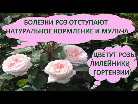 Видео: РОЗЫ БУДУТ МЕНЬШЕ  БОЛЕТЬ,ПОПРОБУЙТЕ. РОЗЫ  ЦВЕТУТ,ПОКАЗЫВАЮ МНОГО СОРТОВ. МОИ ДЕЛА.