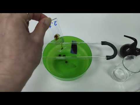 Видео: Окраска по Граму