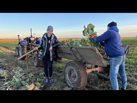 Видео: Осінні клопоти! Печення з грибами!!! Січка для биків!!!