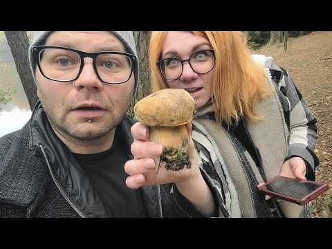 Видео: Закрываем ГРИБНОЙ СЕЗОН  в Англии / Лес, Туман и САТАНИНСКИЙ ГРИБ!